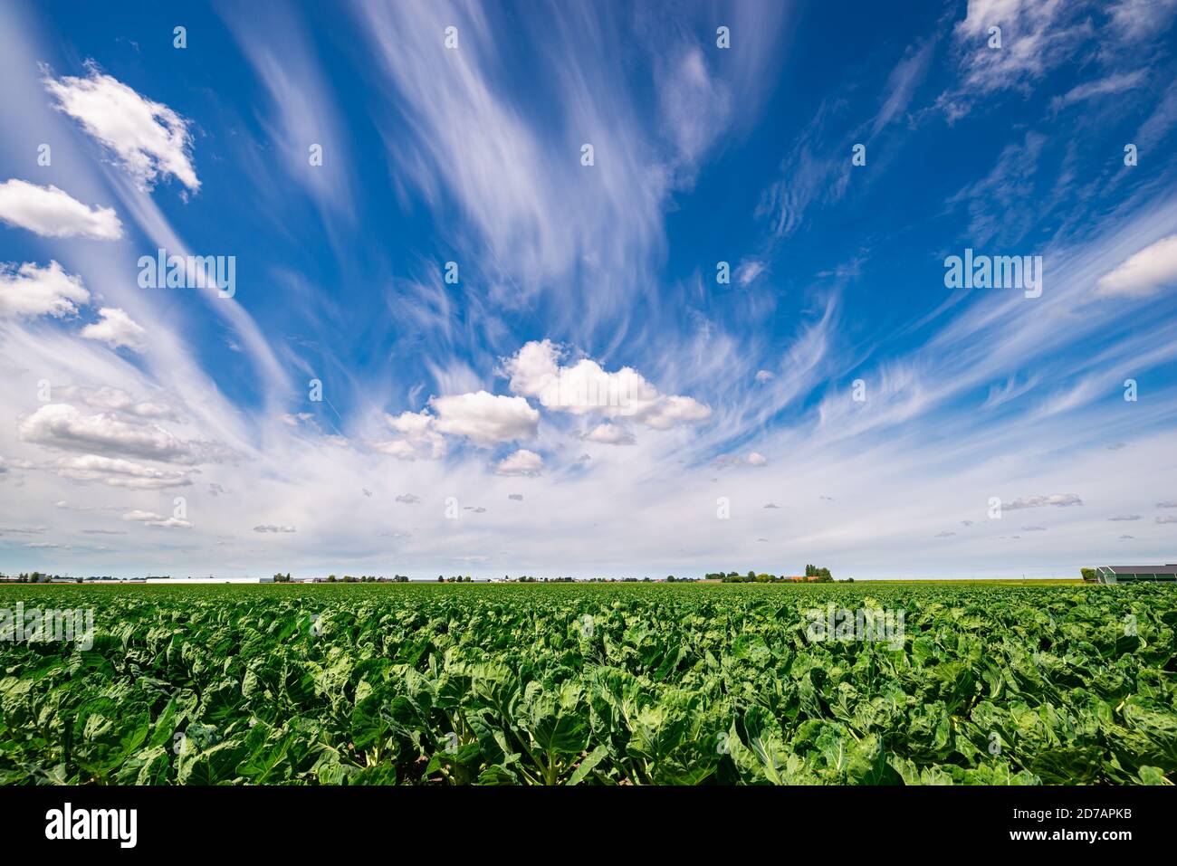 Beautiful sky with cumulus and cirrus clouds over wide open countryside Stock Photo