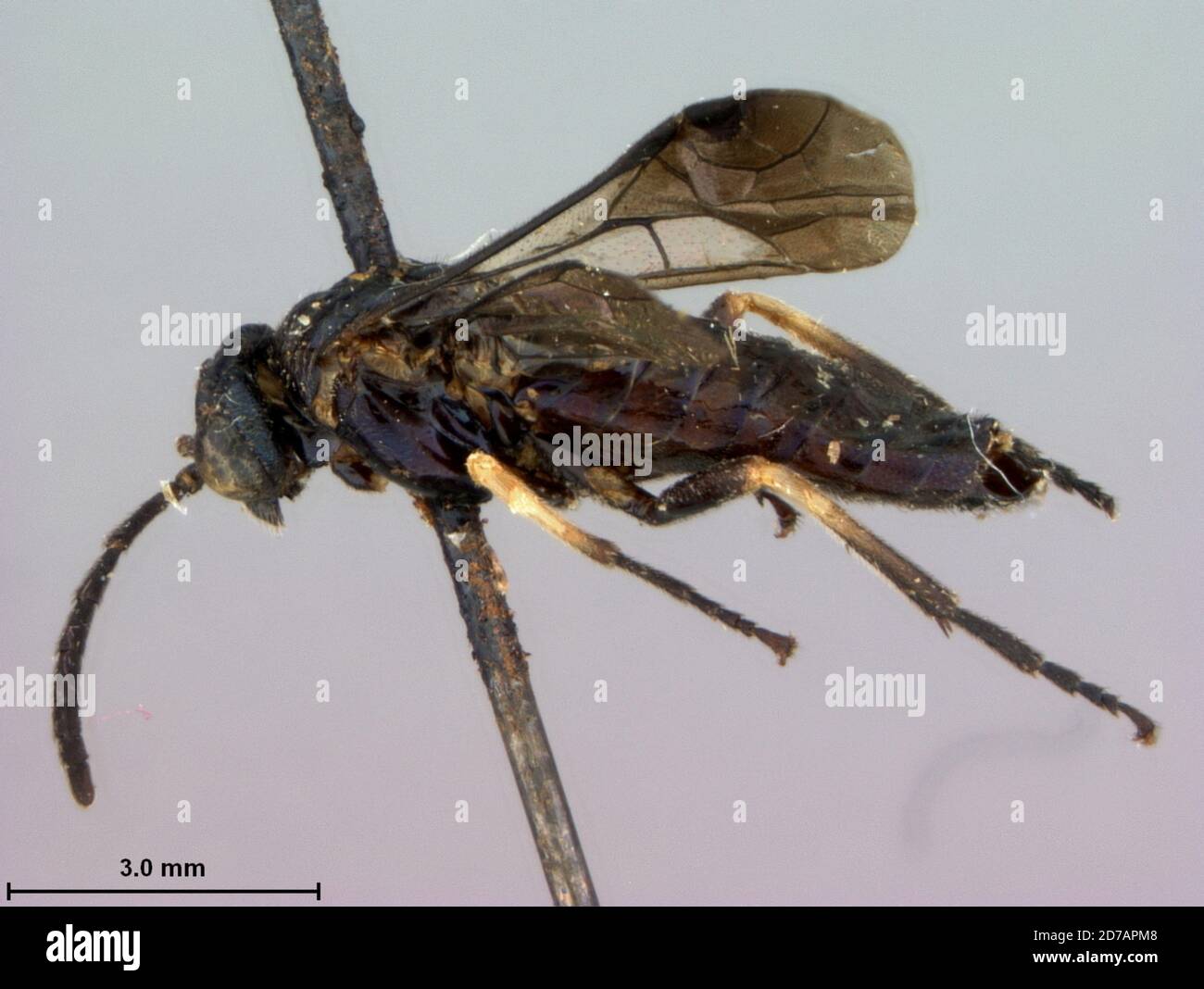 Depok, Jabodetabek Metropolitan Region, West Java Province, Indonesia, Senoclidia amala Rohwer, 1912, Animalia, Arthropoda, Insecta, Hymenoptera, Symphyta, Tenthredinidae Stock Photo