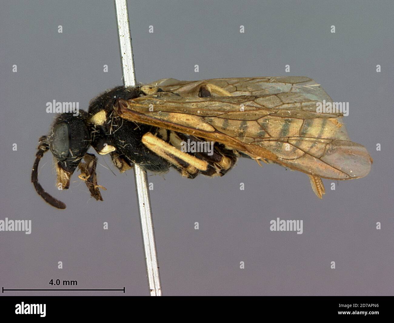 Short Creek, Colorado, United States, Tenthredo optimus coloradensis Rohwer, 1912, Animalia, Arthropoda, Insecta, Hymenoptera, Symphyta, Tenthredinidae Stock Photo