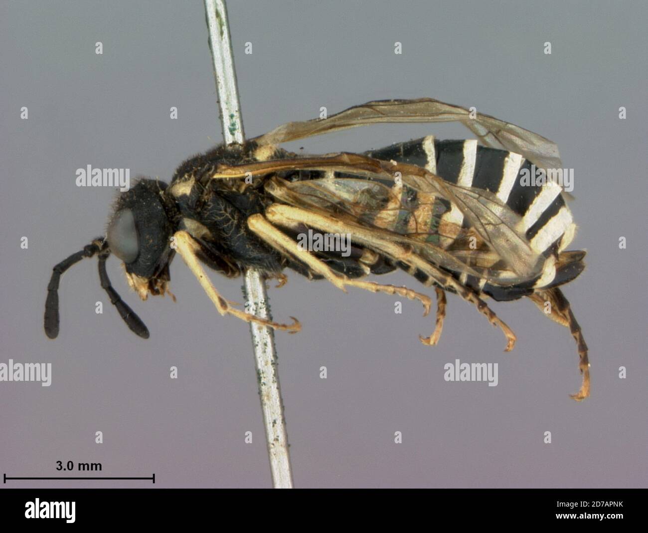 Colorado, United States, Tenthredo (Labidia) anomus Rohwer, 1912, Animalia, Arthropoda, Insecta, Hymenoptera, Symphyta, Tenthredinidae Stock Photo