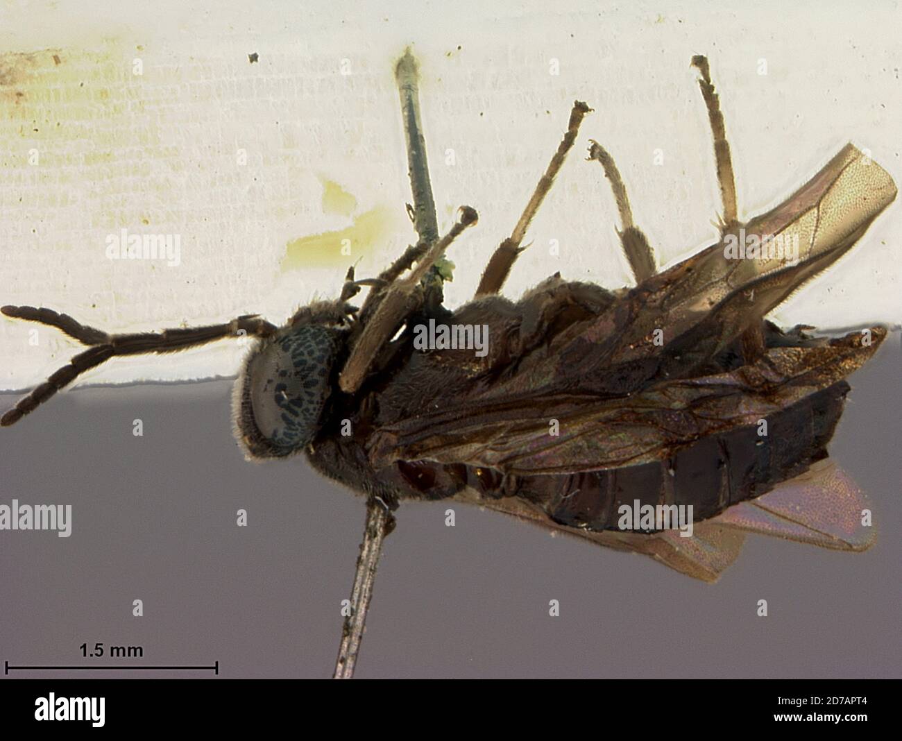 Peradeniya, Sri Lanka, Nesoselandria ceylonensis Rohwer, 1912, Animalia, Arthropoda, Insecta, Hymenoptera, Symphyta, Tenthredinidae Stock Photo