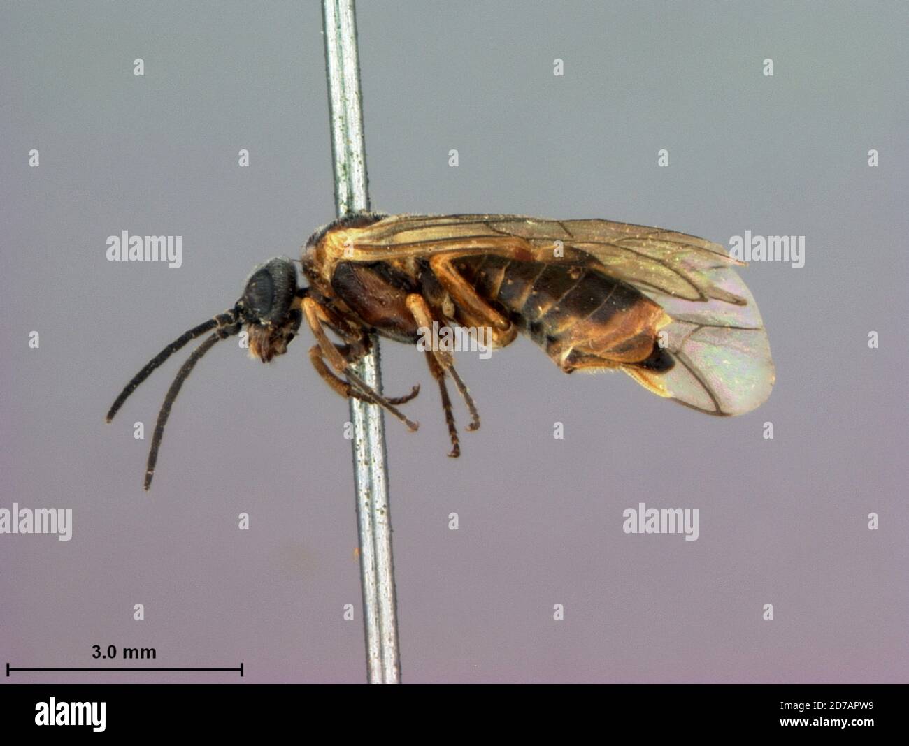 Colorado, United States, Lycaota coloradensis Rohwer, 1911, Animalia, Arthropoda, Insecta, Hymenoptera, Symphyta, Tenthredinidae Stock Photo