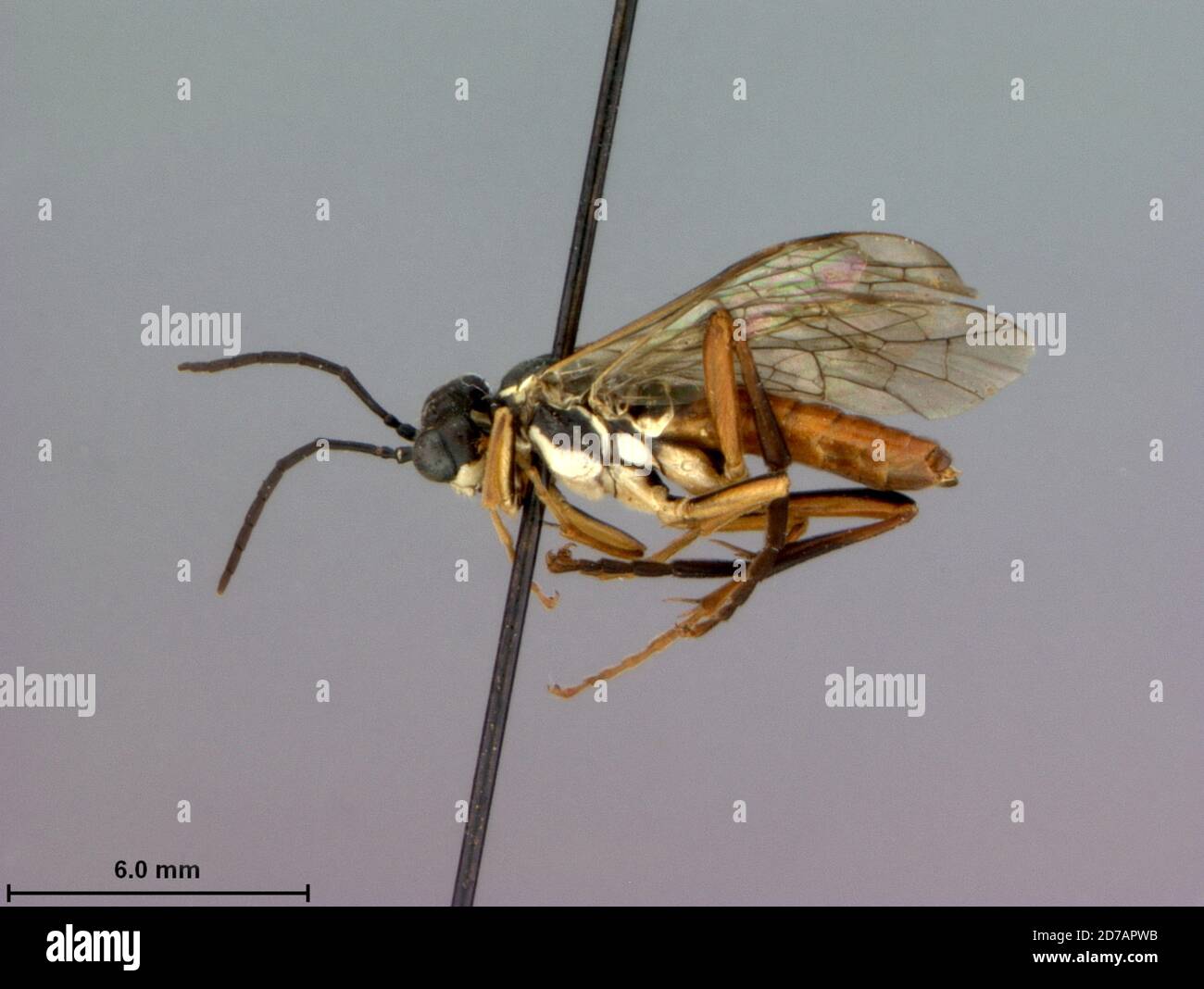 Nerepis, kings, New Brunswick, Canada, Tenthredo diversiceps Rohwer, 1910, Animalia, Arthropoda, Insecta, Hymenoptera, Symphyta, Tenthredinidae Stock Photo