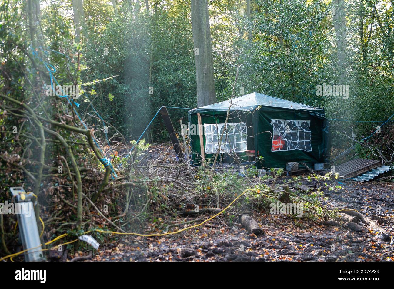 Aylesbury Vale, UK. 20th October, 2020. Law firm Leigh Day have sent a second letter to HS2 Limited asking them to stop work at Jones Hill Wood following the discovery of 'incredibly rare' Barbastelle bats in the ancient woodlands. HS2 have already caused disturbance in the woods and are now constructing an access road into the woods. If HS2 continue working in these woods without the necessary licence, they may allegedly be committing a criminal offence under s43 Conservation of Habitats and Species Regulations 2017. Credit: Maureen McLean/Alamy Stock Photo