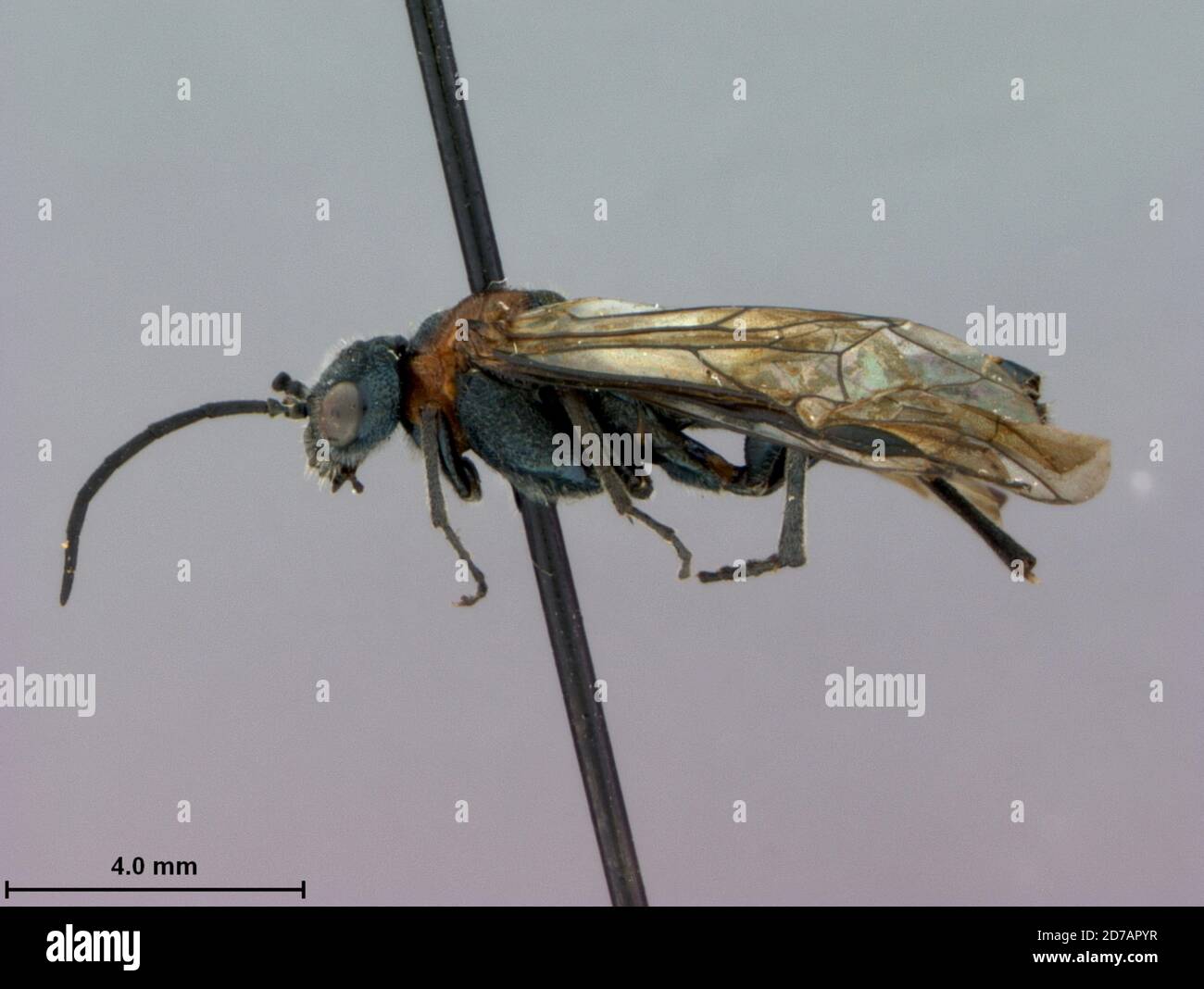 Yamanashi, Japan, Dolerus hordei Rohwer, 1925, Animalia, Arthropoda, Insecta, Hymenoptera, Symphyta, Tenthredinidae Stock Photo