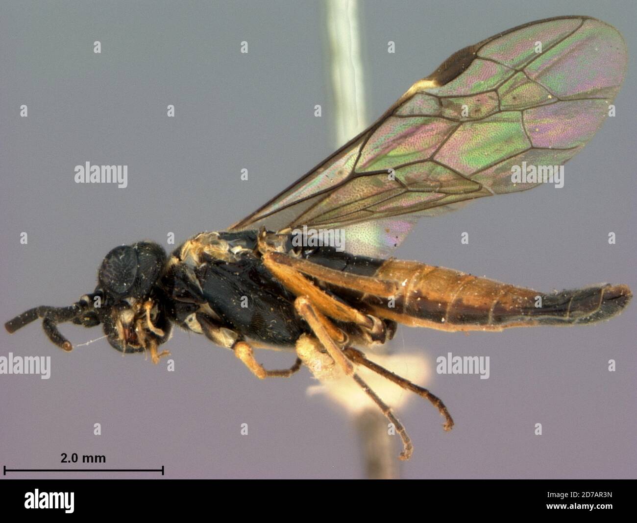 Colorado, United States, Taxonus lenis Rohwer, 1908, Animalia, Arthropoda, Insecta, Hymenoptera, Symphyta, Tenthredinidae Stock Photo