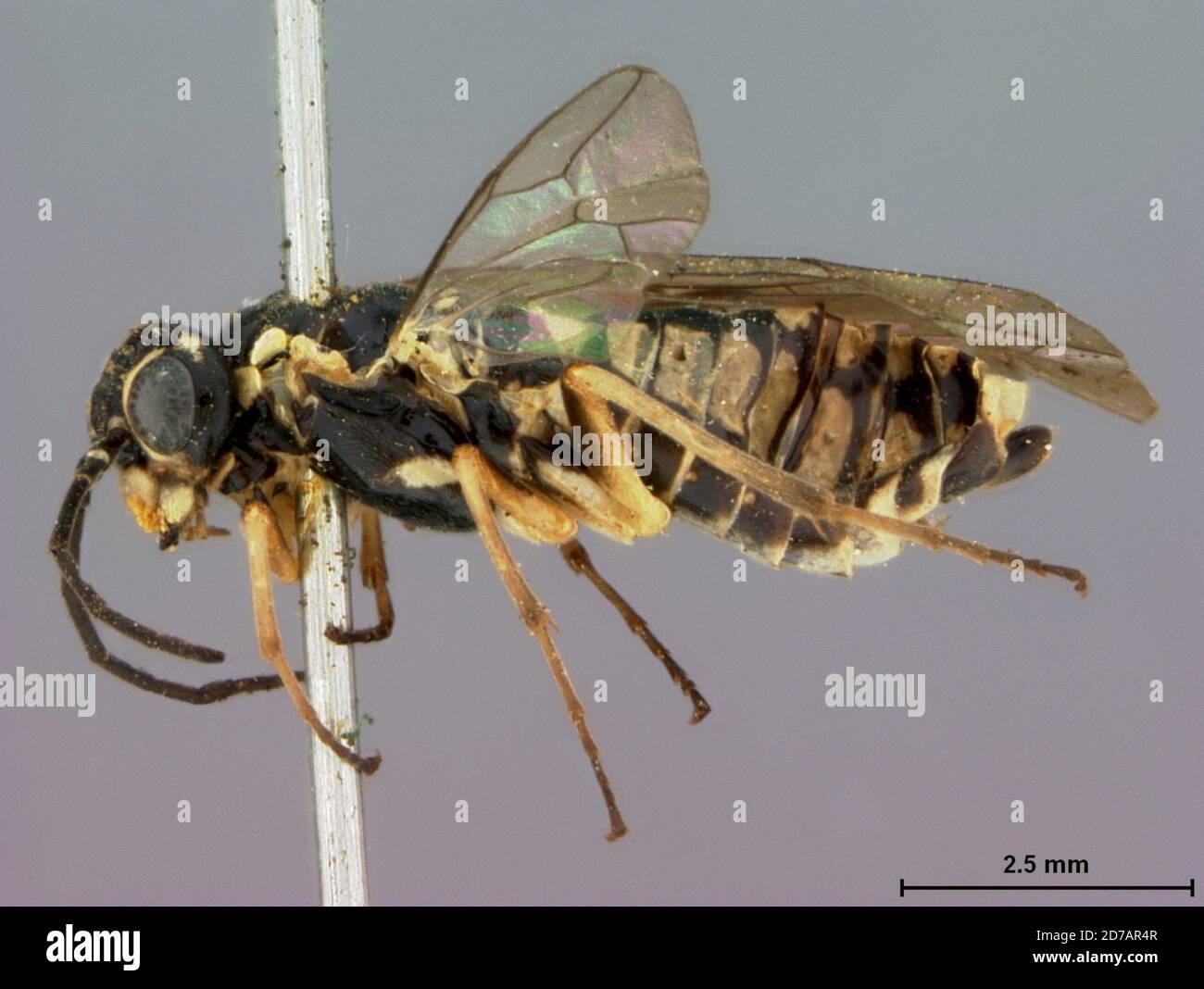 Nevada, United States, Aphilodyctium maculatum Rohwer, 1911, Animalia, Arthropoda, Insecta, Hymenoptera, Symphyta, Tenthredinidae Stock Photo