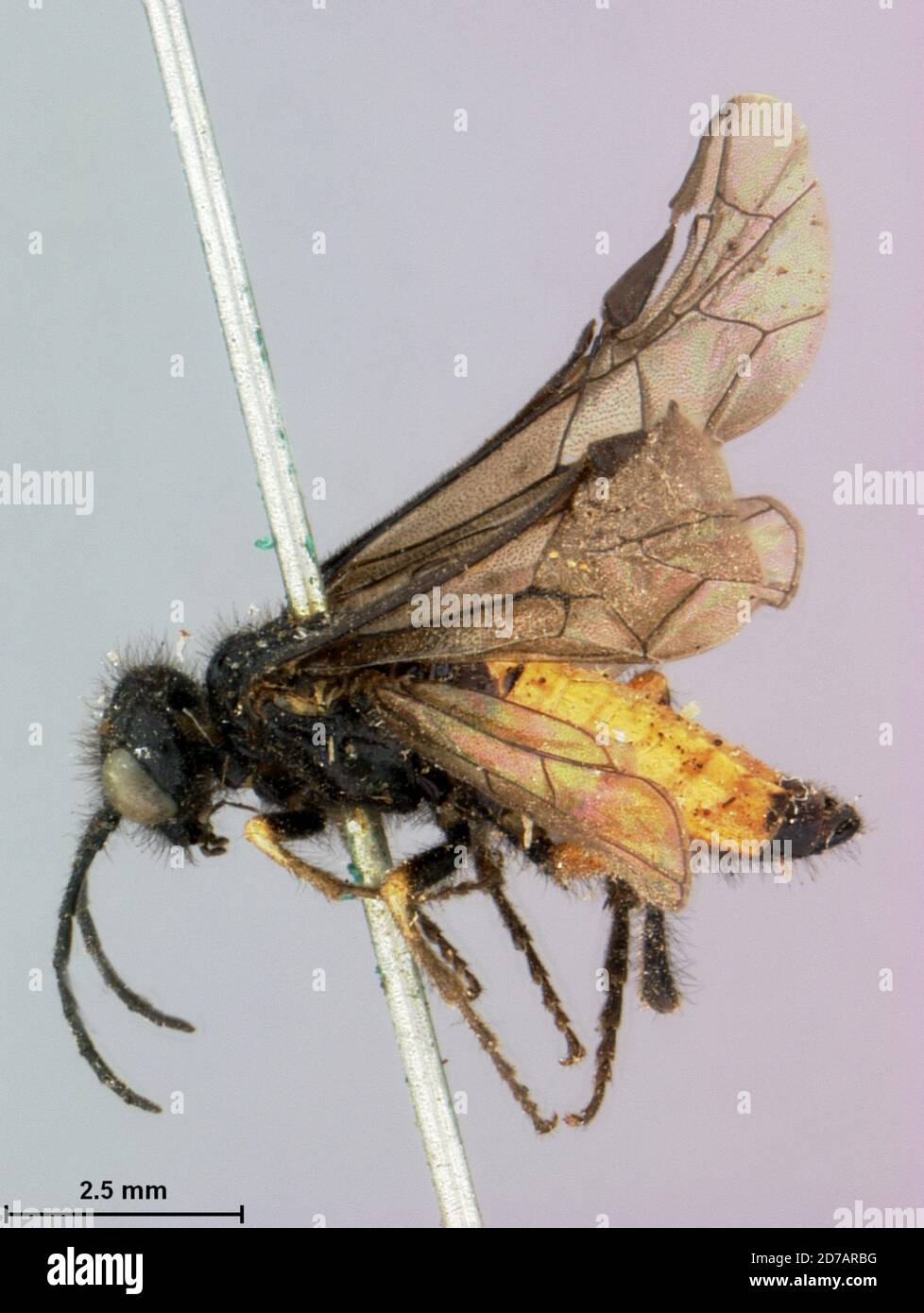 Chile, Trichotaxonus reedi Rohwer, 1910, Animalia, Arthropoda, Insecta ...