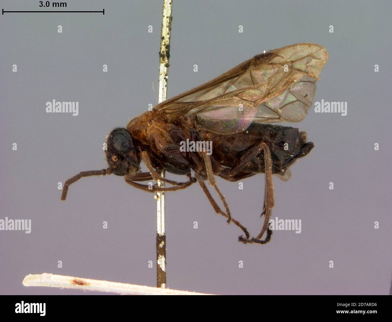 Murree, Punjab, Pakistan, Tomostethus tenuicornis Rohwer, 1921, Animalia, Arthropoda, Insecta, Hymenoptera, Symphyta, Tenthredinidae Stock Photo