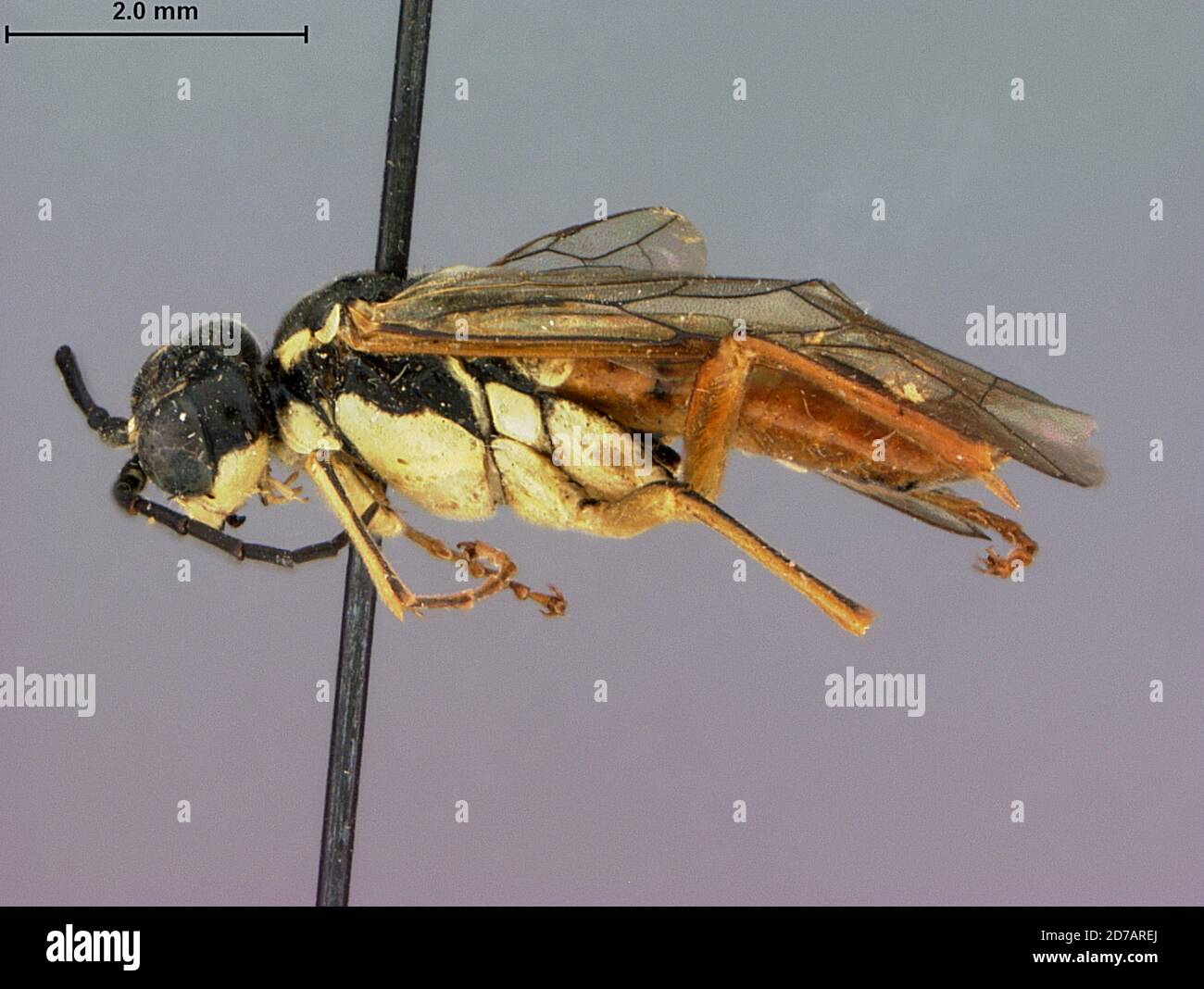 Colorado, United States, Tenthredo titusi Rohwer, 1909, Animalia, Arthropoda, Insecta, Hymenoptera, Symphyta, Tenthredinidae Stock Photo