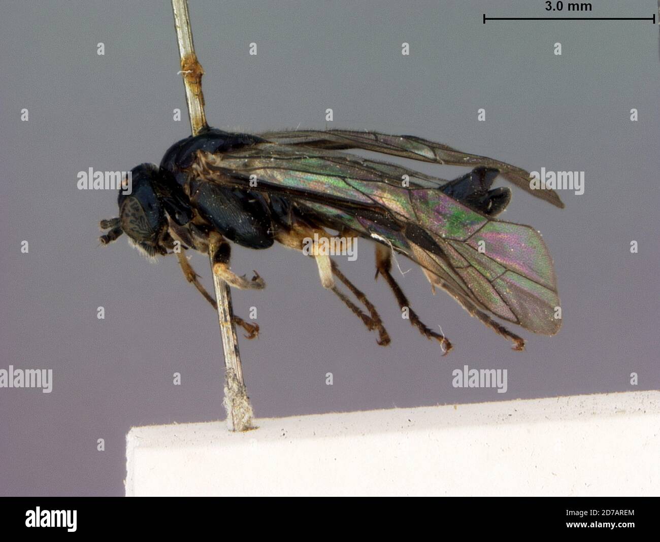Pulney Hills, India, Amonophadnus submetallicus Rohwer, 1921, Animalia, Arthropoda, Insecta, Hymenoptera, Symphyta, Tenthredinidae Stock Photo
