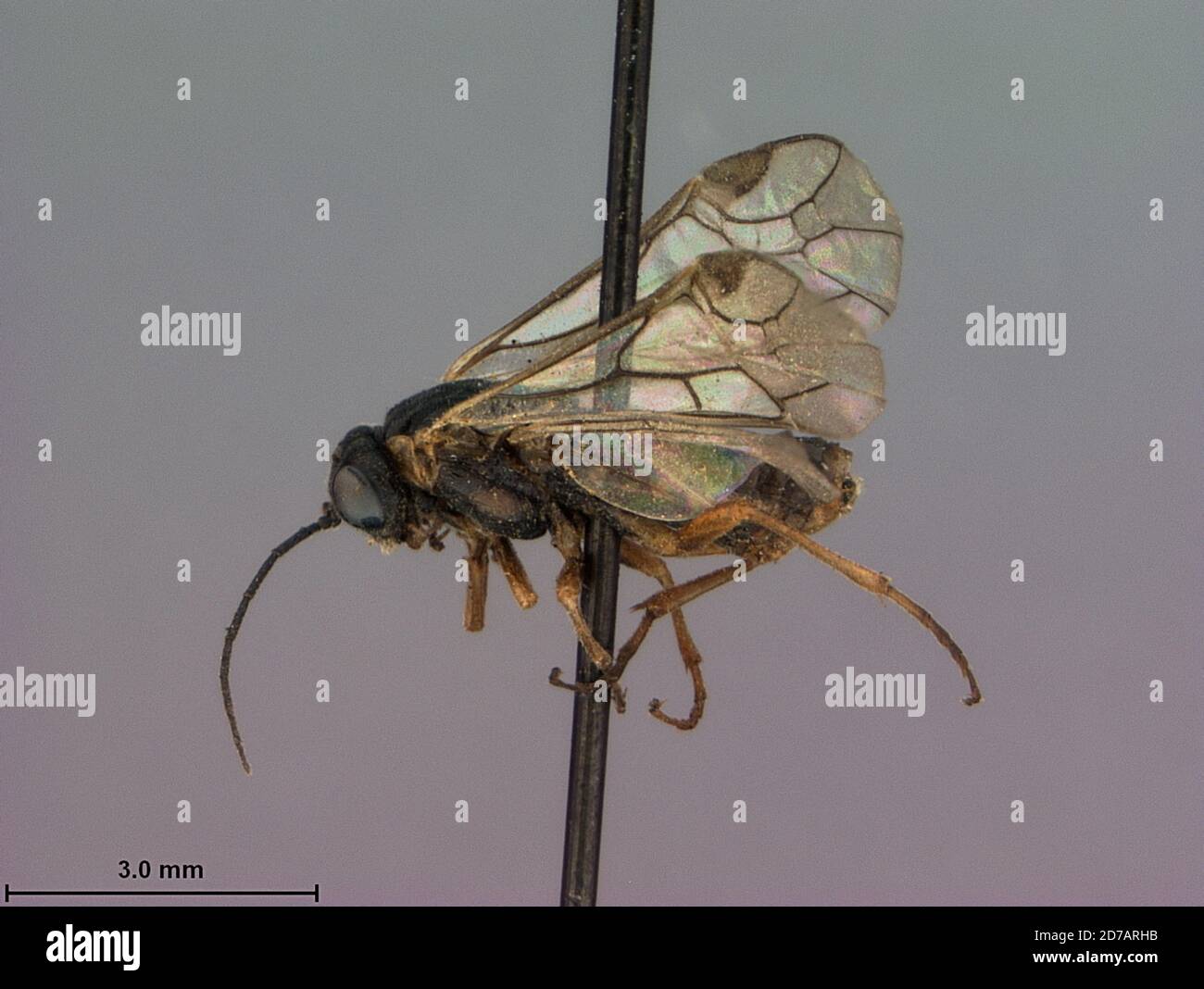 Coeur d'Alene, Kootenai, Idaho, United States, Platycampus (Anoplonyx) laricis Rohwer & Middleton, 1931, Animalia, Arthropoda, Insecta, Hymenoptera, Symphyta, Tenthredinidae Stock Photo