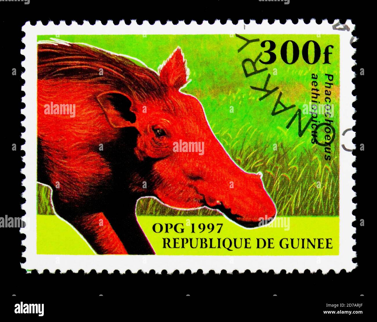 MOSCOW, RUSSIA - NOVEMBER 26, 2017: A stamp printed in Guinea shows Desert  Warthog (Phacochoerus aethiopicus), Native Animals serie, circa 1997 Stock  Photo - Alamy