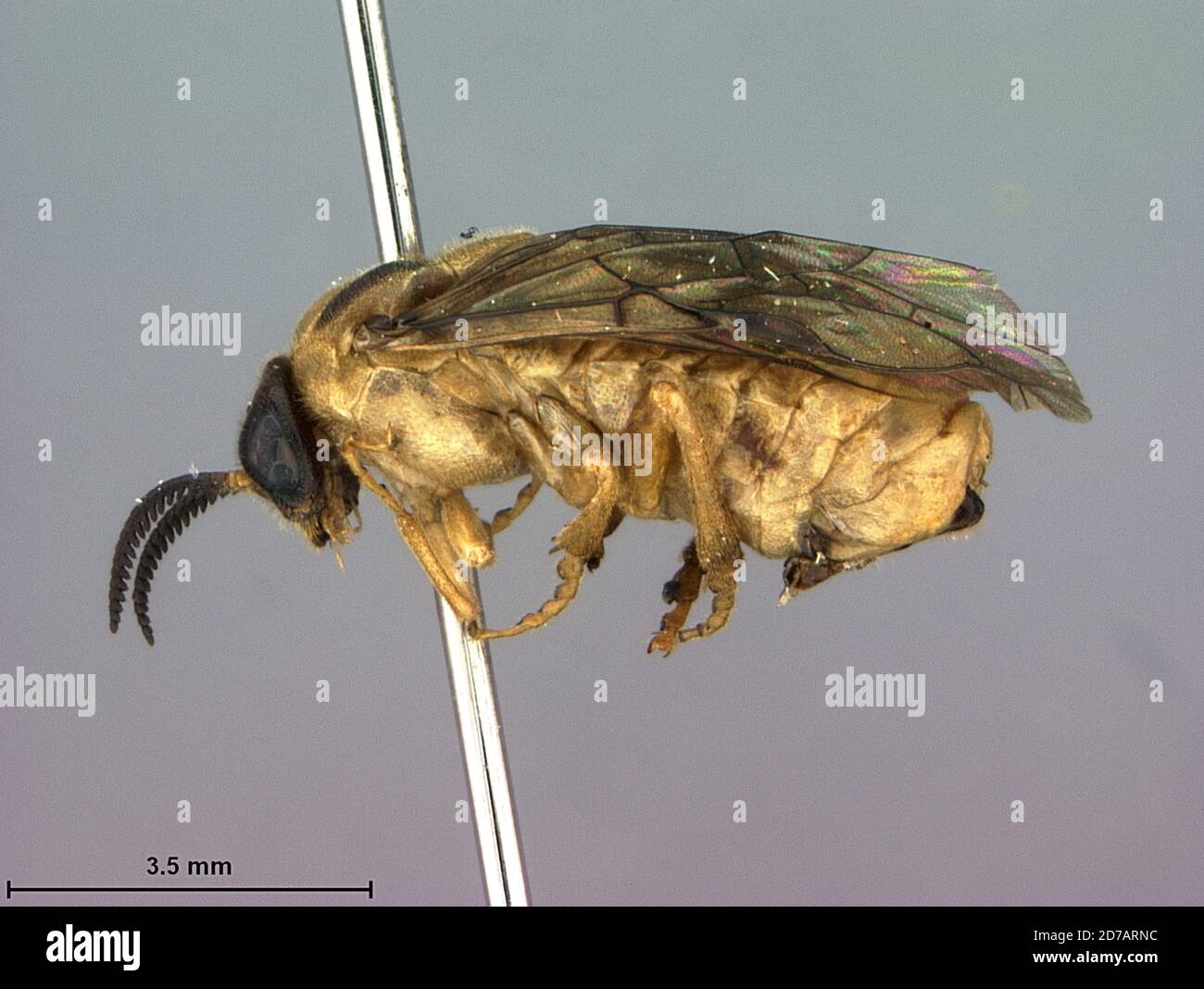 Reshna, Pakistan, Gilpinia ghanii Smith, 1971, Animalia, Arthropoda, Insecta, Hymenoptera, Symphyta, Diprionidae Stock Photo