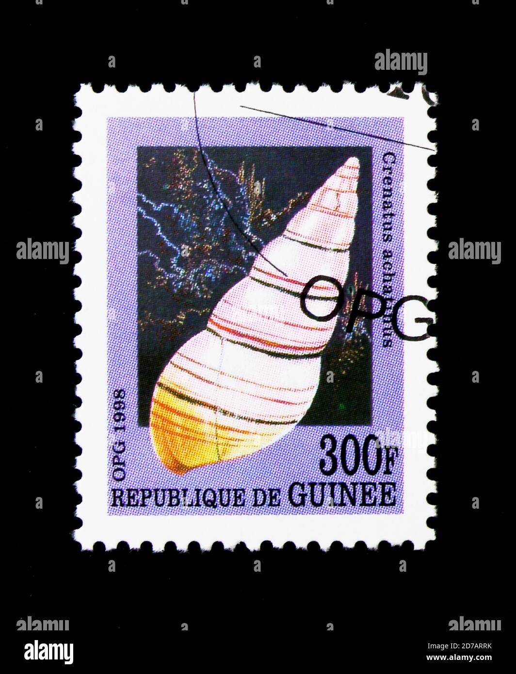 MOSCOW, RUSSIA - NOVEMBER 26, 2017: A stamp printed in Guinea shows Sea Snail (Crenatus achatinus), serie, circa 1998 Stock Photo