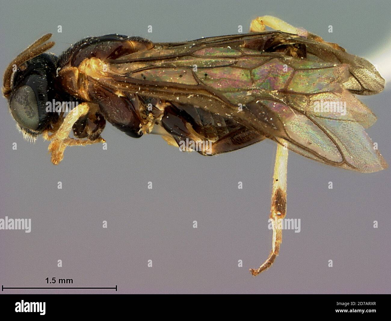 1970 animalia hi-res stock photography and images - Alamy