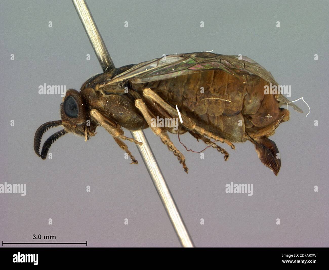 Amphoe Hod, Chiang Mai Province, Thailand, Gilpinia leksawasdii Smith, 1983, Animalia, Arthropoda, Insecta, Hymenoptera, Symphyta, Diprionidae Stock Photo