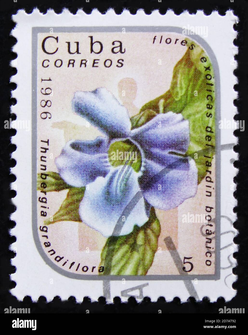 MOSCOW, RUSSIA - APRIL 2, 2017: A post stamp printed in Cuba shows Thunbergia grandiflora Flower, the series 'Exotic Flowers from botanical garden', c Stock Photo