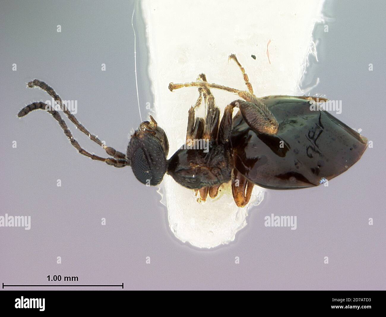 El Paso, Texas, United States, Euxystotera campanulatum (Lyon, 1993), Animalia, Arthropoda, Insecta, Hymenoptera, Cynipidae Stock Photo