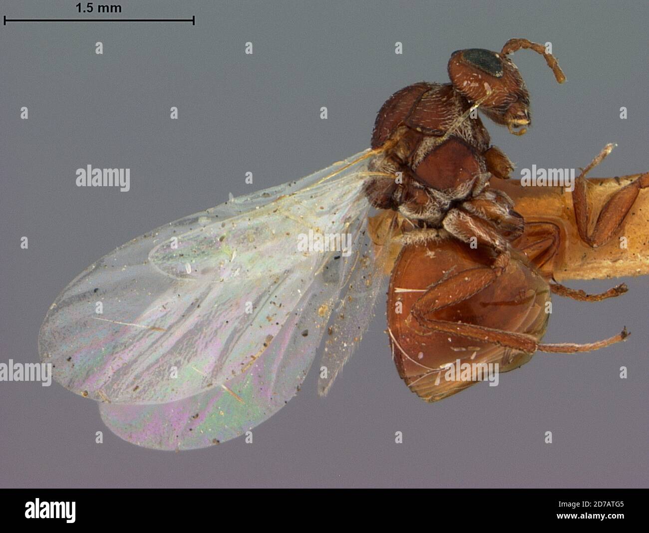 Jacksonville, Duval, Florida, United States, Andricus cryptus Ashmead ...