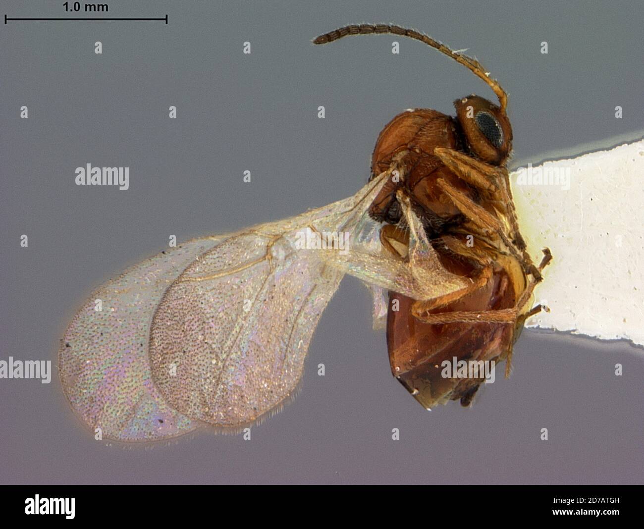 Los Gatos, Santa Clara, California, United States, Andricus crenatus Weld, 1952, Animalia, Arthropoda, Insecta, Hymenoptera, Cynipidae, Cynipinae Stock Photo
