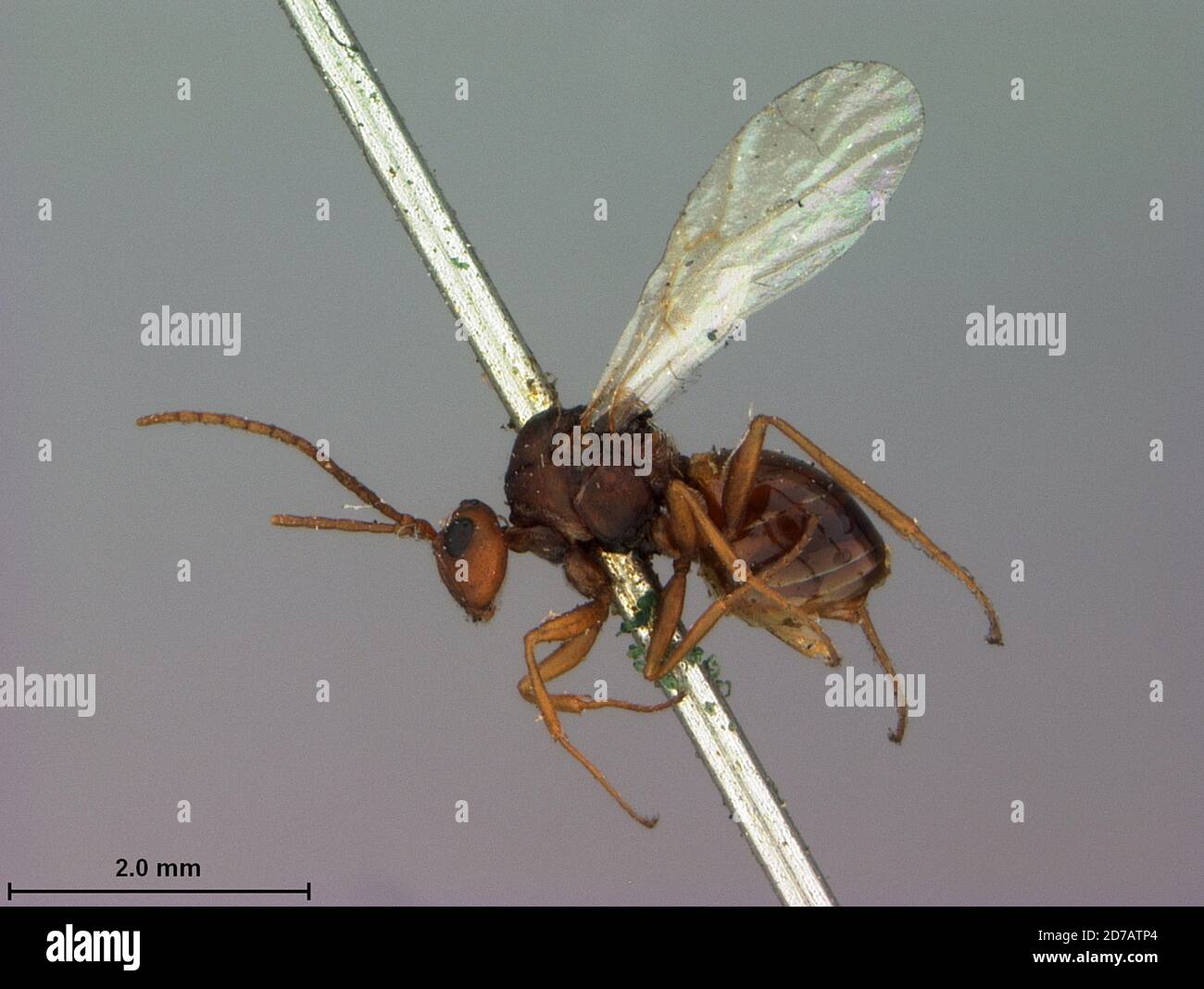 Walsh Insect 1869 animalia hi-res stock photography and images - Alamy