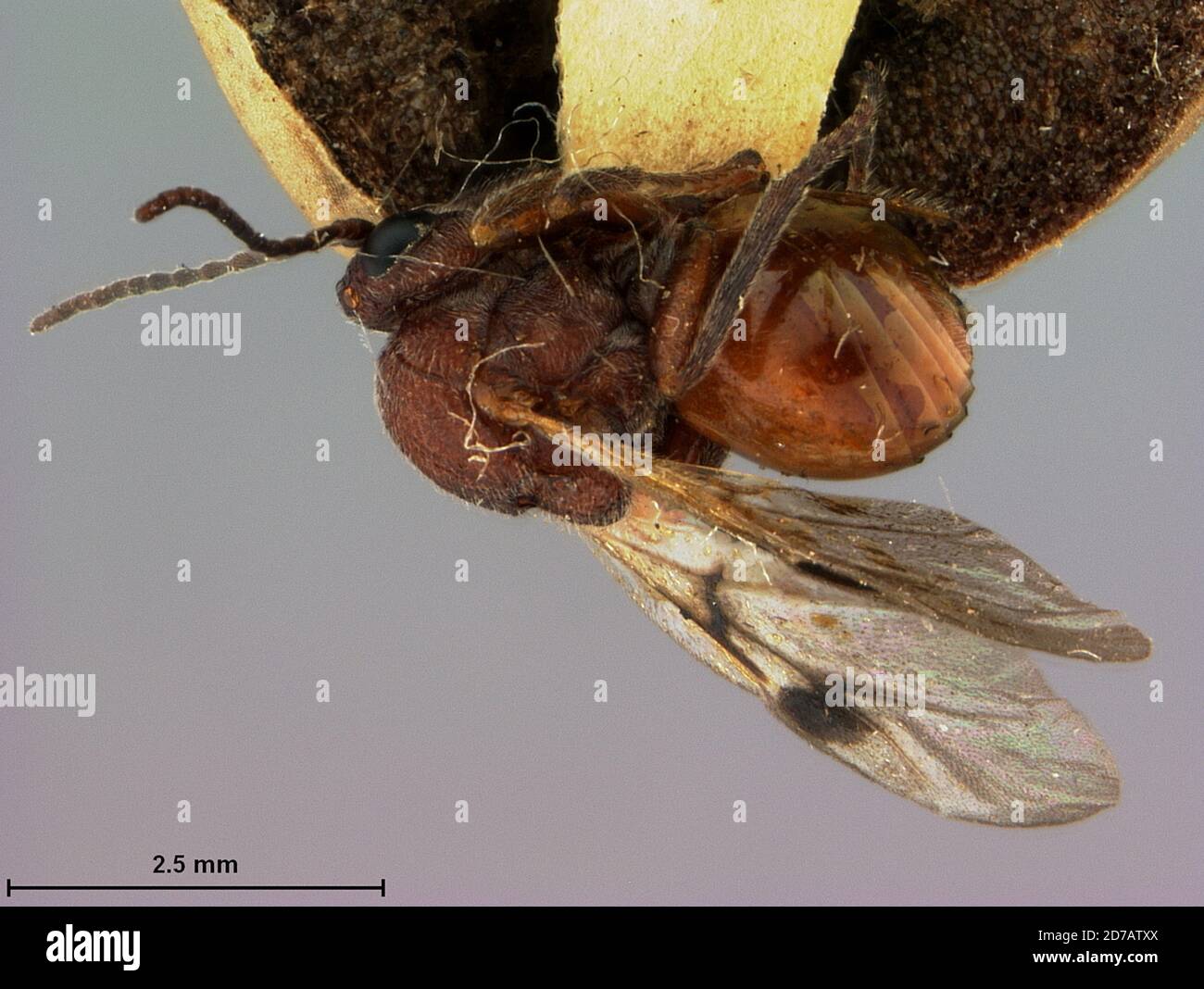 Naples Insects Pinned, Naples, Collier, Florida, United States, Amphibolips murata ...