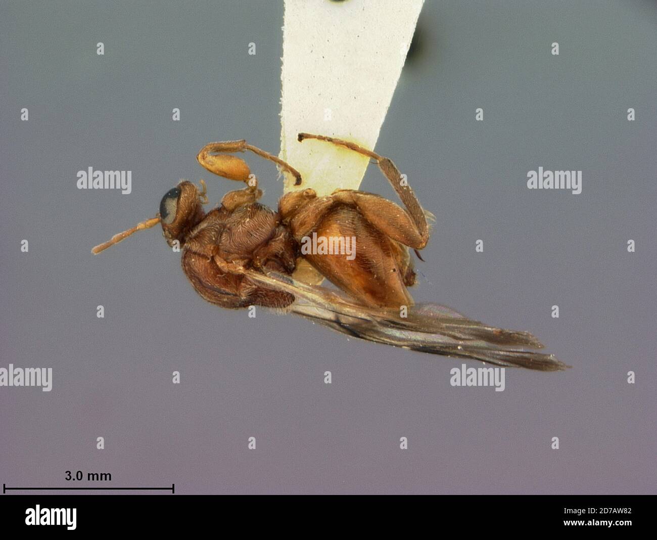 Pinned, Tepic, Nayarit, Mexico, Antron tepicana Weld, 1957, Animalia, Arthropoda, Insecta, Hymenoptera, Cynipidae Stock Photo