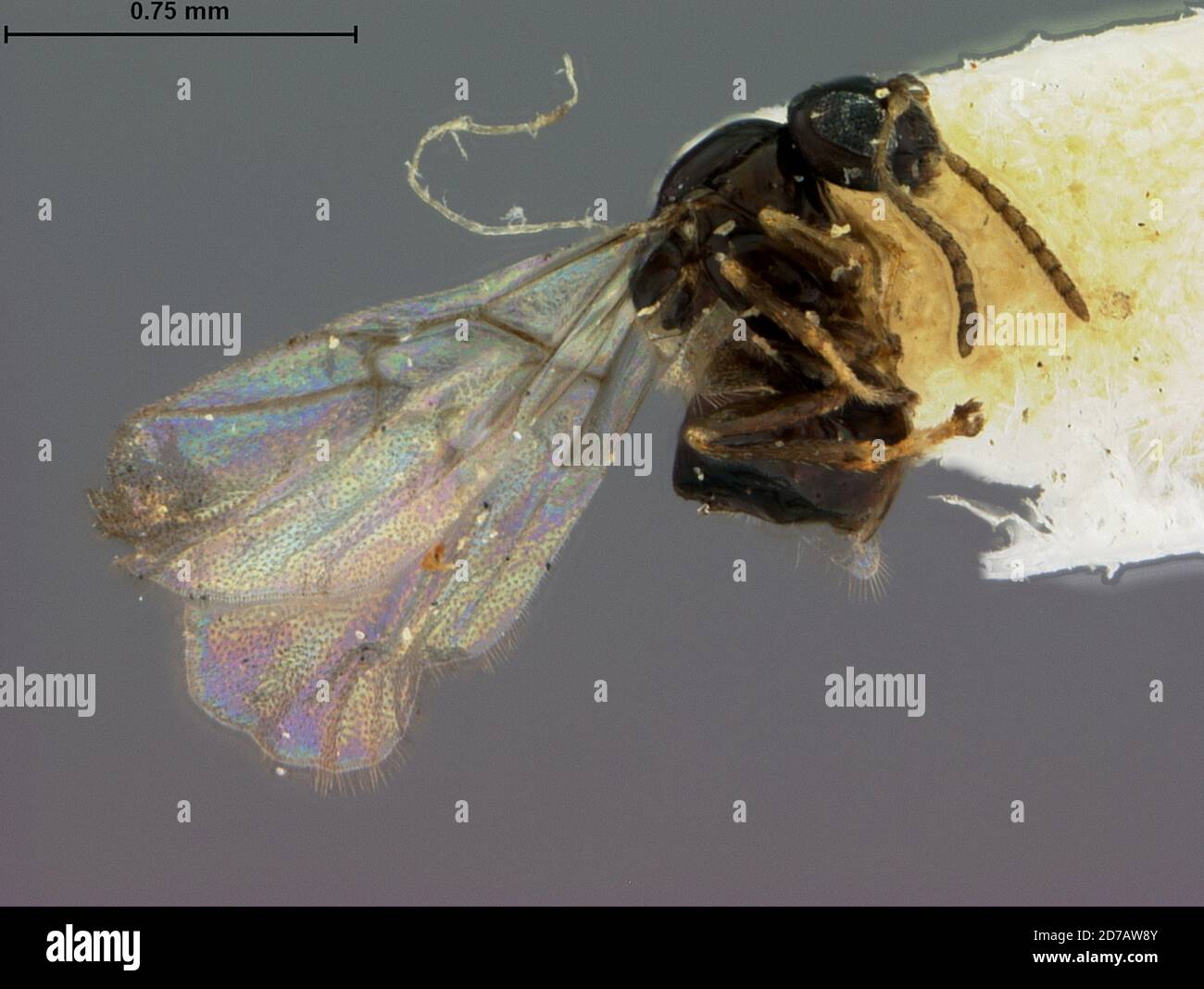 Hope, Bartholomew, Indiana, United States, Neuroterus saltarius Weld