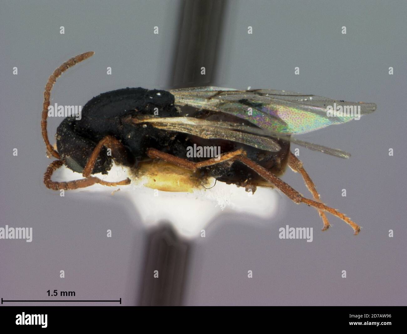 Miguel Insect Las Vegas, San Miguel, New Mexico, United States, Bassettia tenuana ...