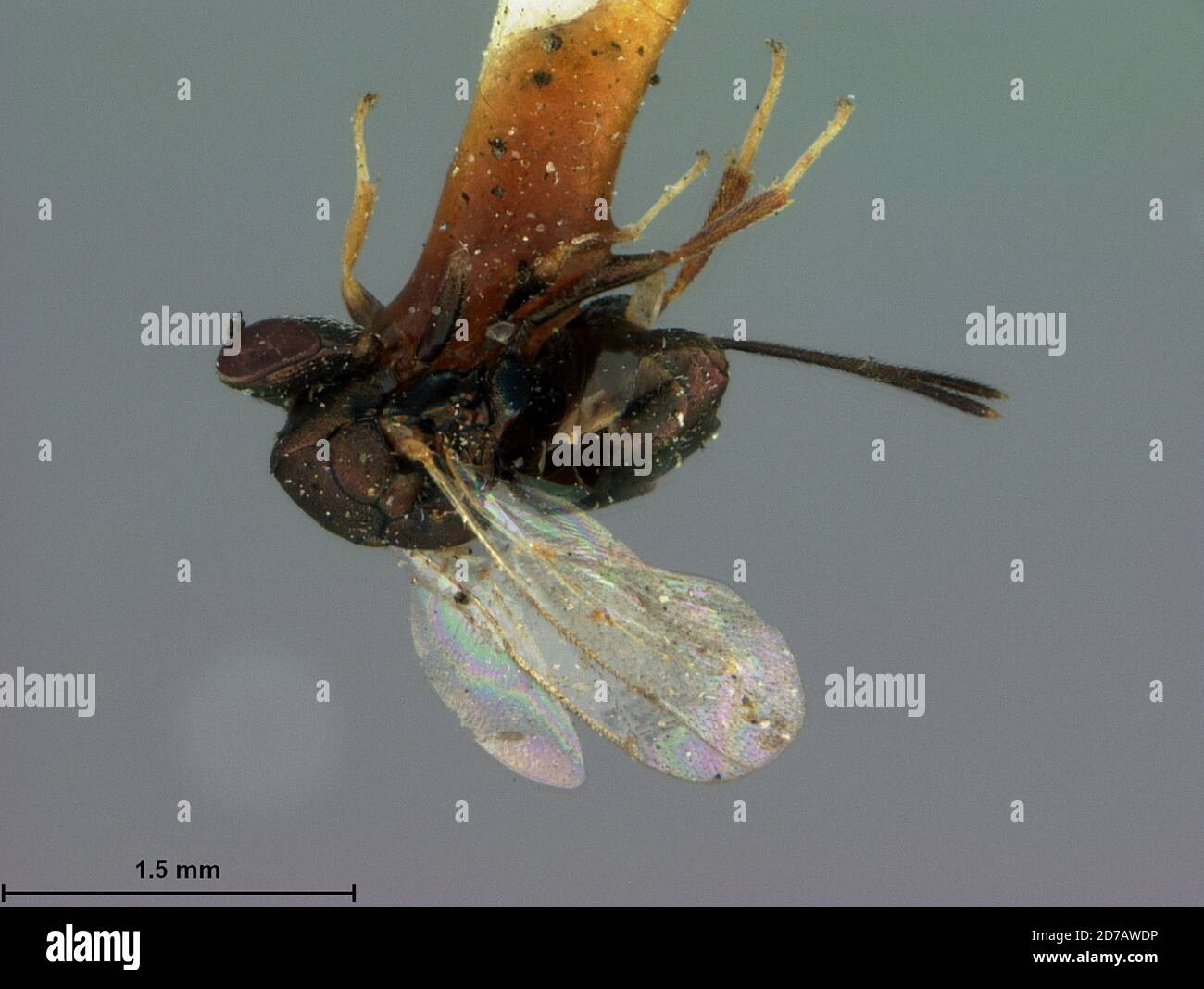 Jacksonville, Duval, Florida, United States, Callimome aenea Ashmead, 1881, Animalia, Arthropoda, Insecta, Hymenoptera, Torymidae Stock Photo
