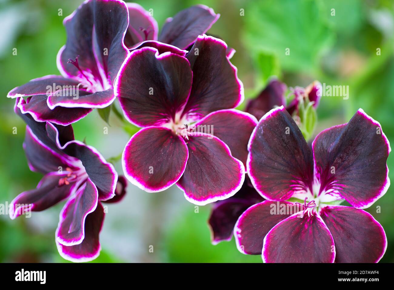 Close-up on burgundy-colored pelargonium (black prince) flowers with a white border on a blurred green background. Stock Photo