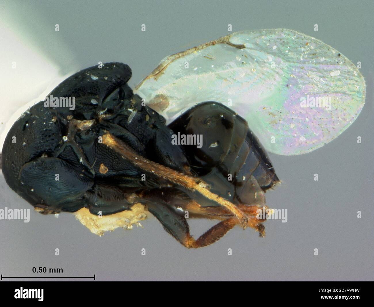 Chiricahua Mountains, Cochise, Arizona, United States, Hubbardiella arizonensis Ashmead, 1904, Animalia, Arthropoda, Insecta, Hymenoptera, Eulophidae Stock Photo