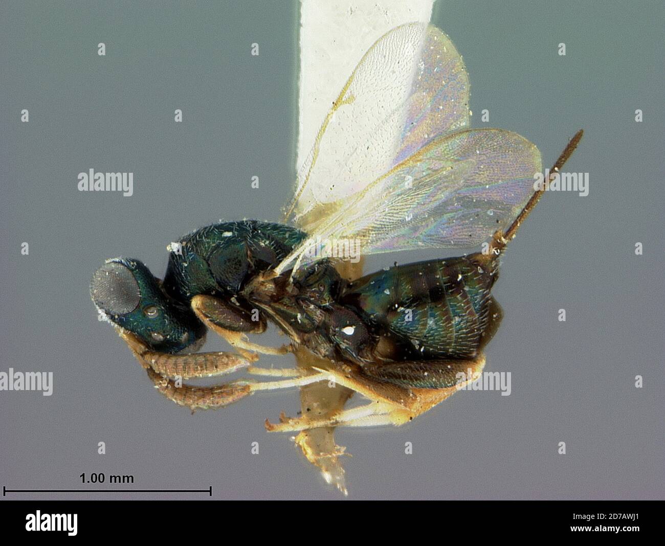 Los Angeles, California, United States, Torymus anthidii Ashmead, 1896, Animalia, Arthropoda, Insecta, Hymenoptera, Torymidae Stock Photo