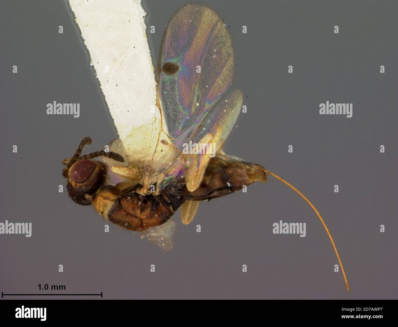 Sydney, New South Wales, Australia, Megastigmus brachyscelidis Ashmead, 1900, Animalia, Arthropoda, Insecta, Hymenoptera, Torymidae Stock Photo