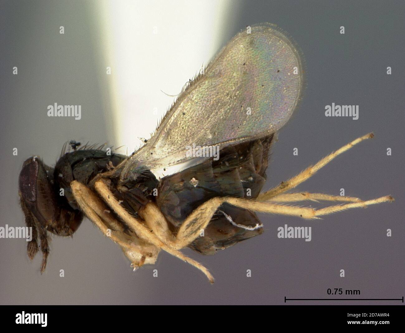 Manila, Rizal, Philippines, Tetrastichodes browni Ashmead, 1905, Animalia, Arthropoda, Insecta, Hymenoptera, Eulophidae Stock Photo