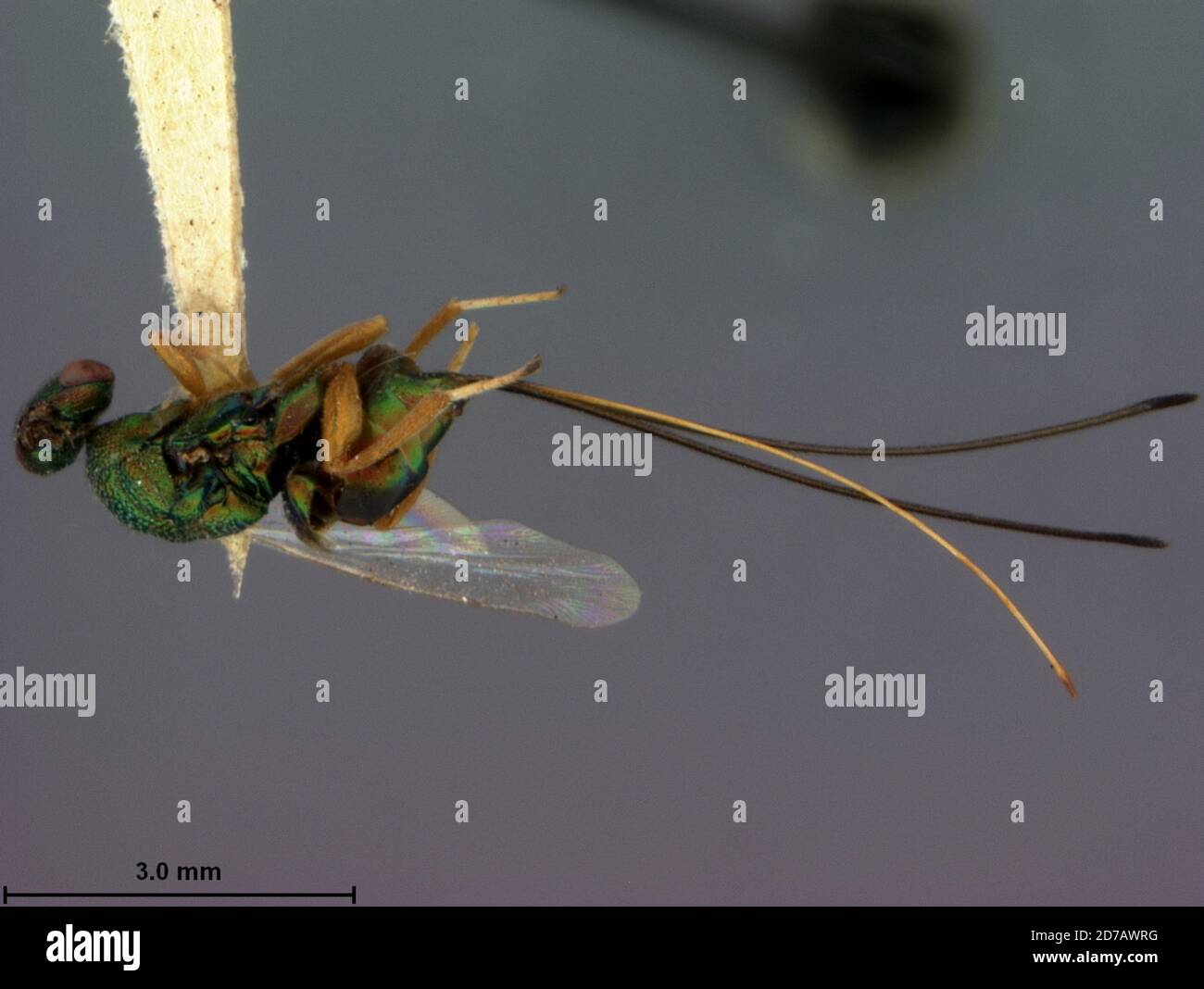 California, United States, Syntomaspis californica Ashmead, 1886, Animalia, Arthropoda, Insecta, Hymenoptera, Torymidae Stock Photo