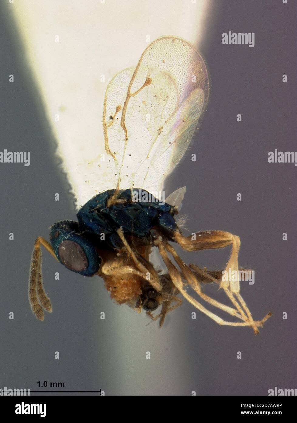 Toronto, Southern Ontario, Ontario, Canada, Megastigma canadensis Ashmead, 1887, Animalia, Arthropoda, Insecta, Hymenoptera, Torymidae Stock Photo