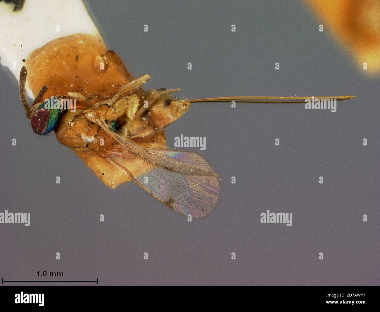 Florida, United States, Megastigma cecidomyiae Ashmead, 1887, Animalia, Arthropoda, Insecta, Hymenoptera, Torymidae Stock Photo