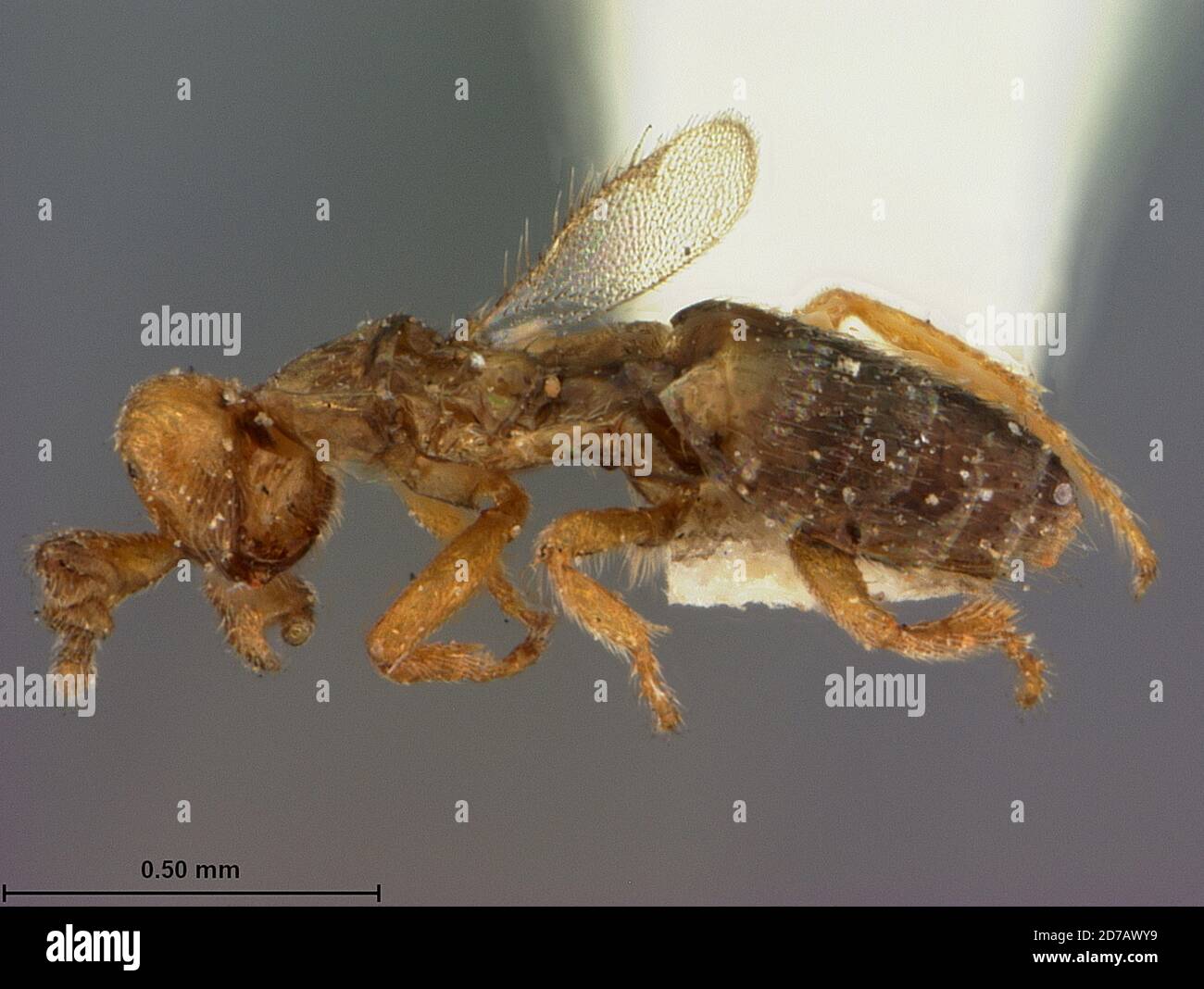 Virginia, United States, Melittobia chalybii Ashmead, 1892, Animalia, Arthropoda, Insecta, Hymenoptera, Eulophidae Stock Photo