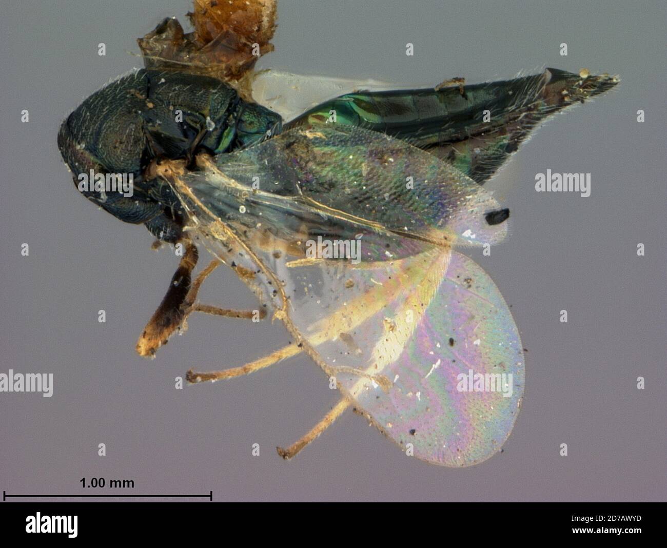 Philadelphia, Pennsylvania, United States, Catolaccus cerealellae ...