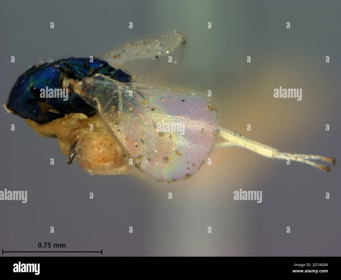 Columbus, Franklin, Ohio, United States, Chrysocharis compressicornis Ashmead, 1895, Animalia, Arthropoda, Insecta, Hymenoptera, Eulophidae Stock Photo