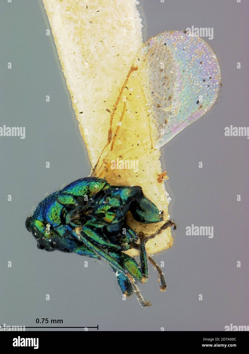 Wallace, Kansas, United States, Entedon cupreicollis Ashmead, 1888, Animalia, Arthropoda, Insecta, Hymenoptera, Eulophidae Stock Photo