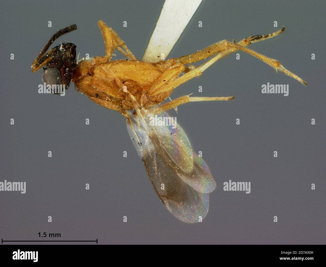 Jacksonville, Duval, Florida, United States, Eupelmus conigerae Ashmead, 1885, Animalia, Arthropoda, Insecta, Hymenoptera, Eulophidae Stock Photo