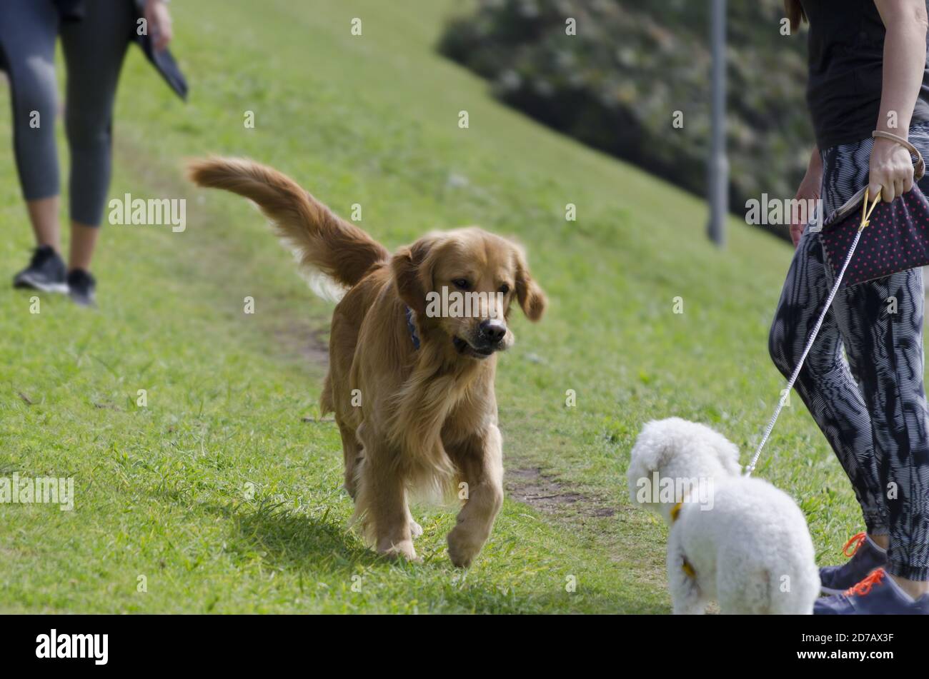 Dogs meeting each other at the park with their owners Stock Photo Alamy