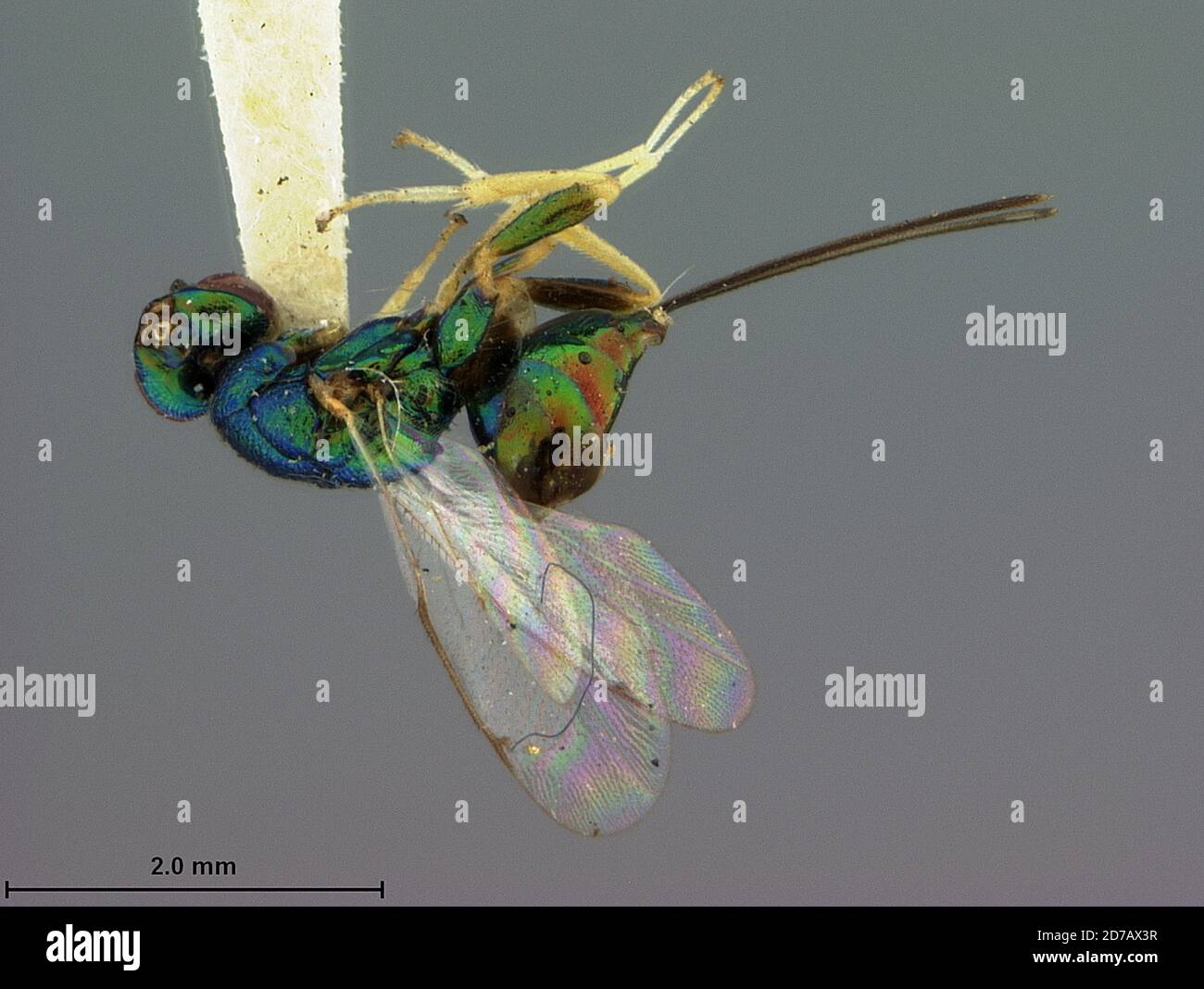Sydney, New South Wales, Australia, Torymus eucalypti Ashmead, 1900, Animalia, Arthropoda, Insecta, Hymenoptera, Torymidae Stock Photo