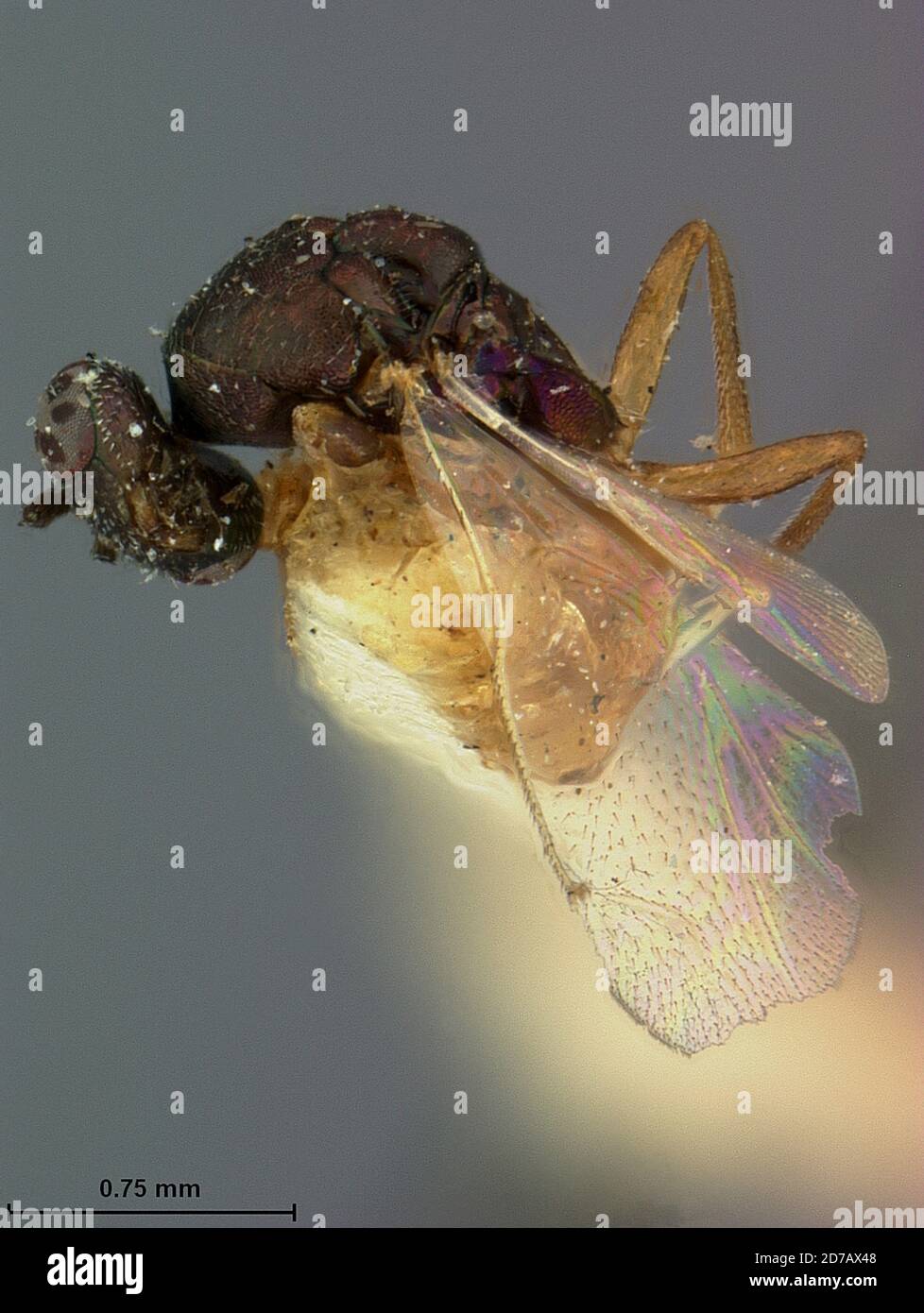 Jacksonville, Duval, Florida, United States, Syntomaspis dryophantae Ashmead, 1887, Animalia, Arthropoda, Insecta, Hymenoptera, Torymidae Stock Photo