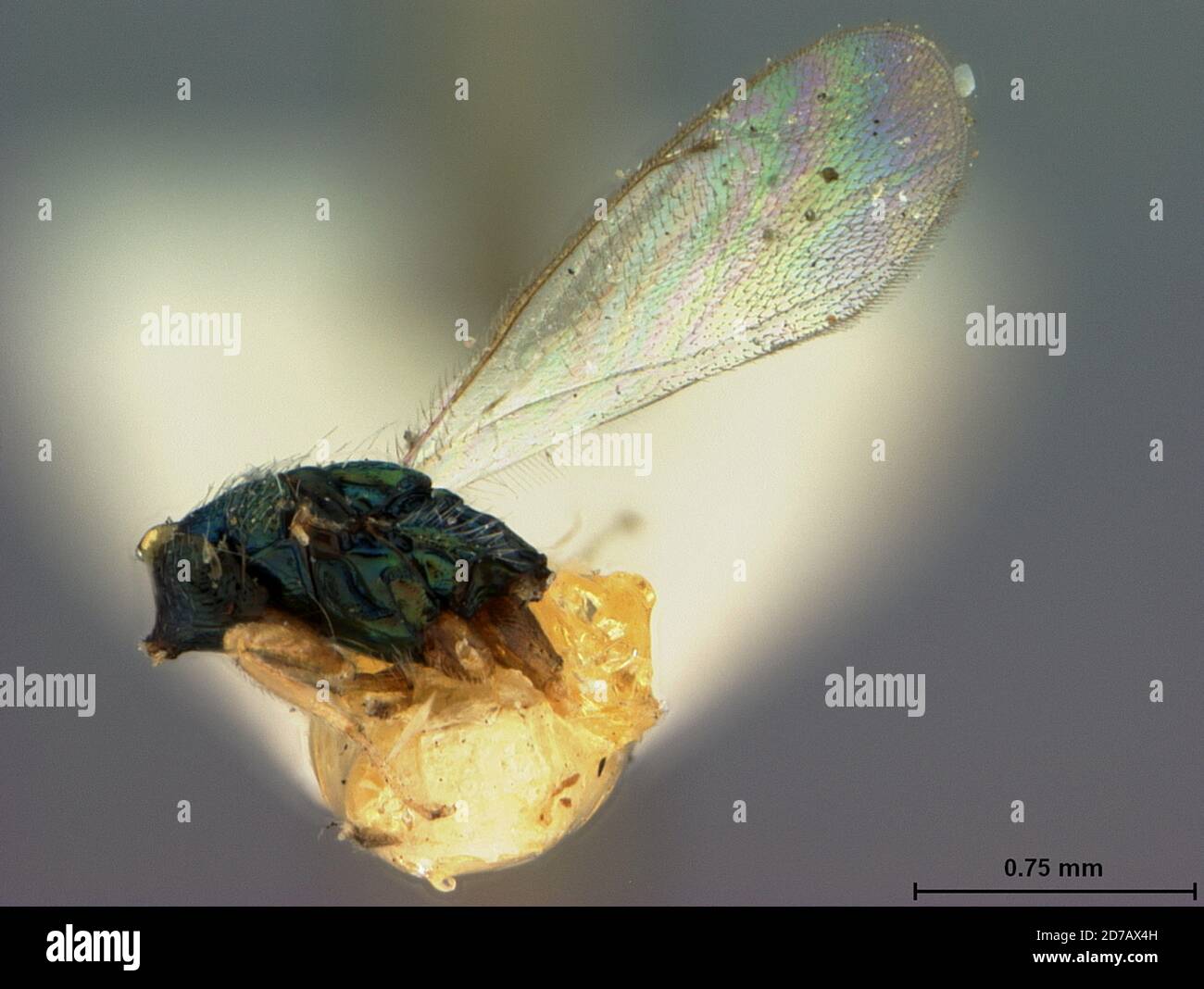 Jacksonville, Duval, Florida, United States, Sympiezus flavipes Ashmead, 1886, Animalia, Arthropoda, Insecta, Hymenoptera, Eulophidae Stock Photo