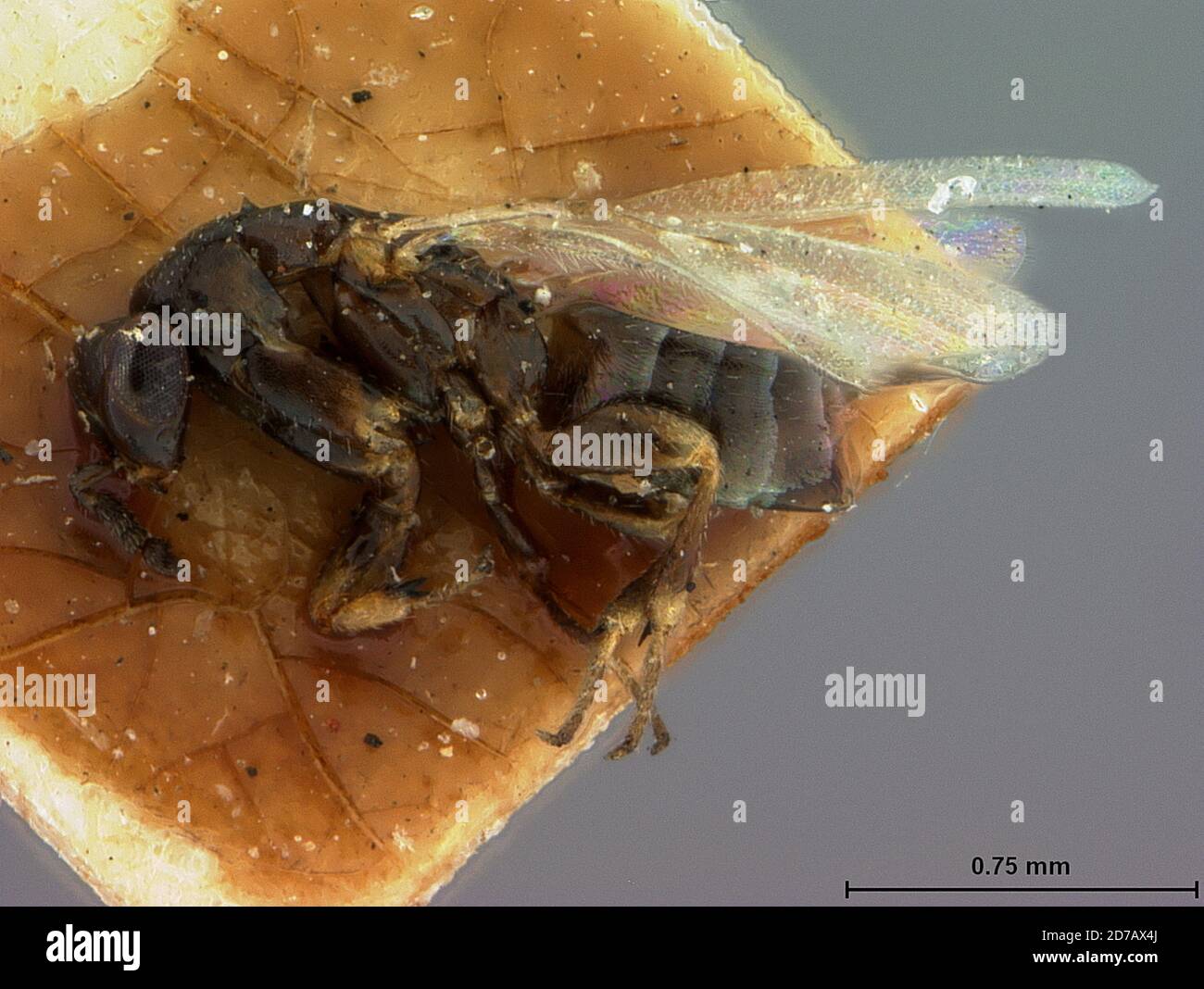 Ottawa, Ontario, Canada, Crataepus fletcherii Ashmead, 1892, Animalia, Arthropoda, Insecta, Hymenoptera, Eulophidae Stock Photo