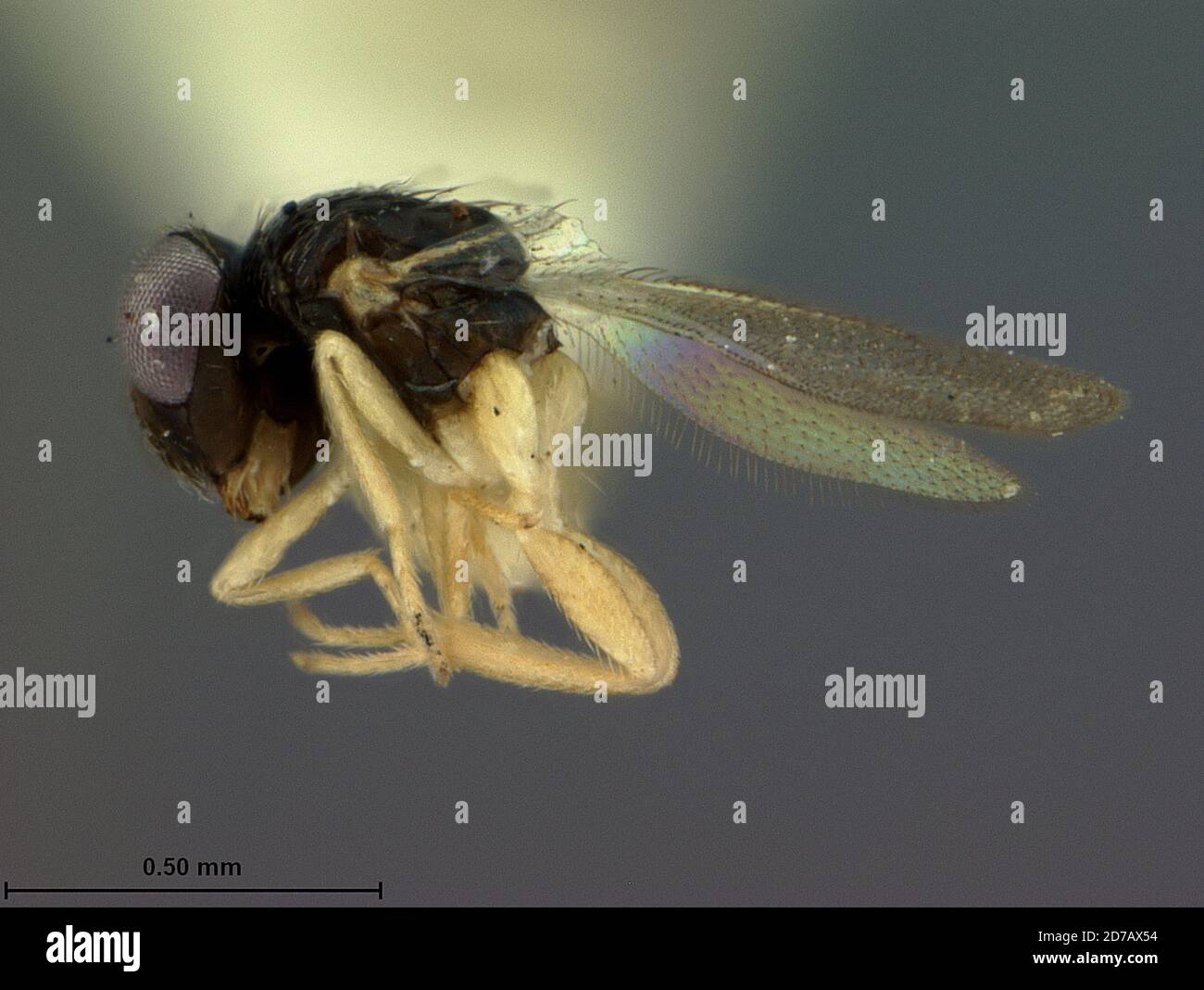 Manila, Rizal, Philippines, Nesolynx flavipes Ashmead, 1905, Animalia, Arthropoda, Insecta, Hymenoptera, Eulophidae Stock Photo